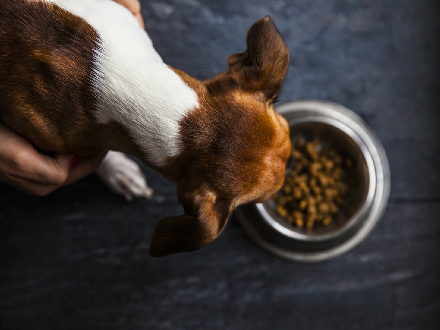 Is Food Coloring Safe For Dogs? Dog Ryyol