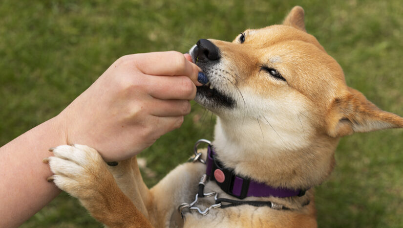 How A Dog Bite Lawyer Can Maximize Your Compensation
