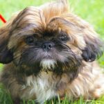 shih tzu puppies