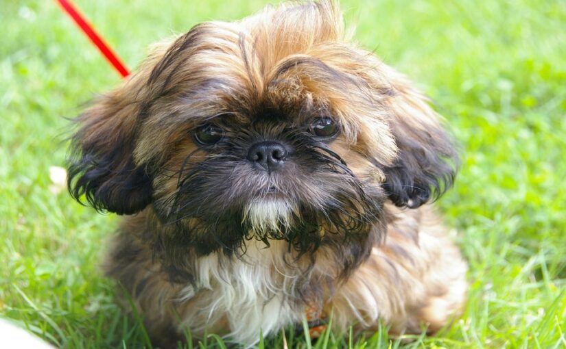 What should you look for when buying shih tzu puppies online?