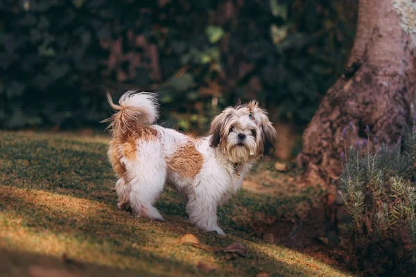 shih tzu puppies