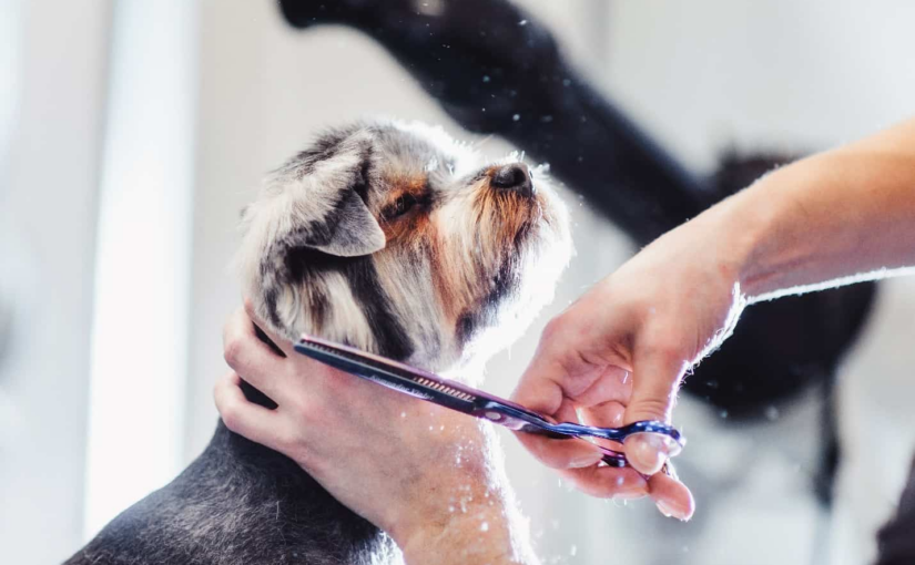 Is a Dog Grooming Franchise a Smart Investment?